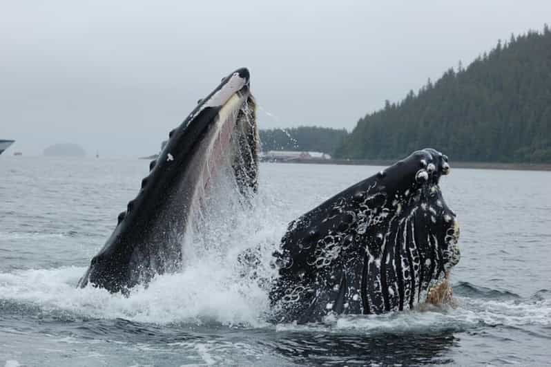 hoonah-whale-watching-cruise