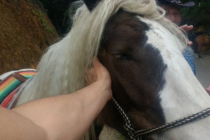horseback-ride-around-medellins-beautiful-countryside