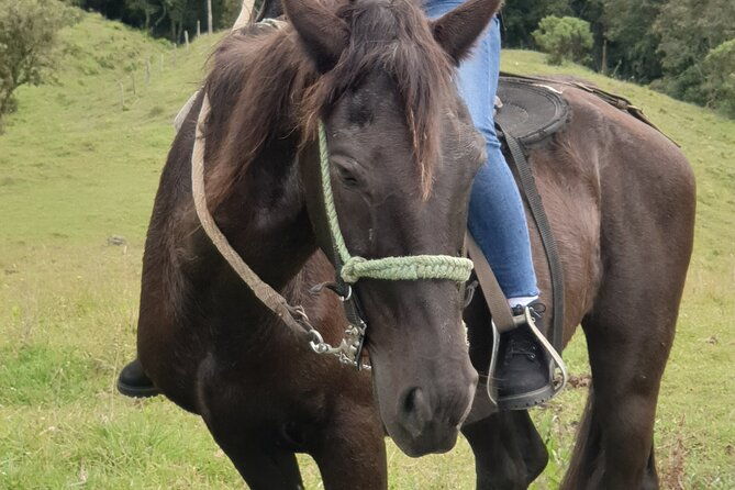 horseback-riding-in-medellin-mountains