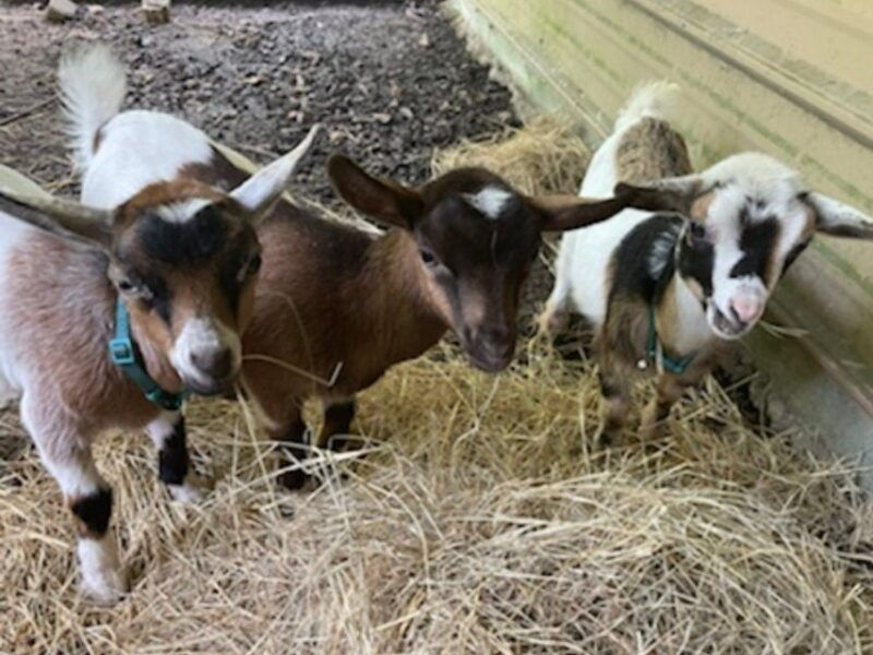 houston-adorable-mini-goats-experience-e