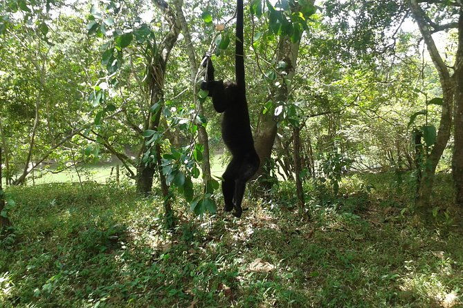 howler-monkey-sanctuary-and-kukumba-beach-from-belize-city