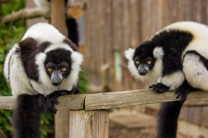 howletts-day-ticket