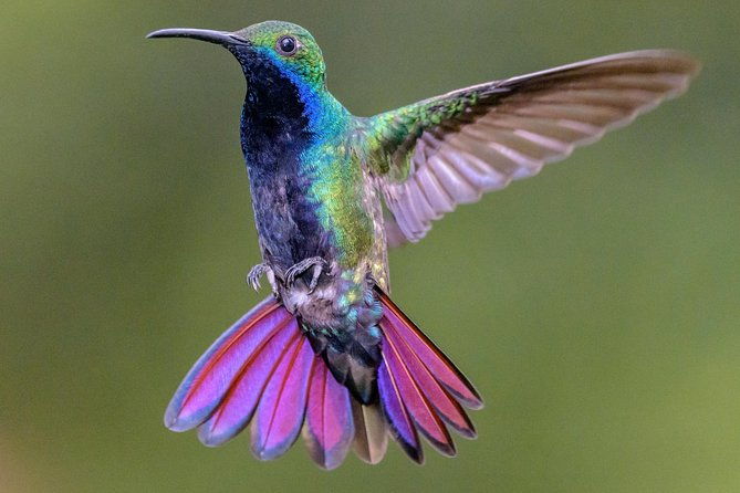 hummingbirds-of-colombia-mini-tour-3d-2n