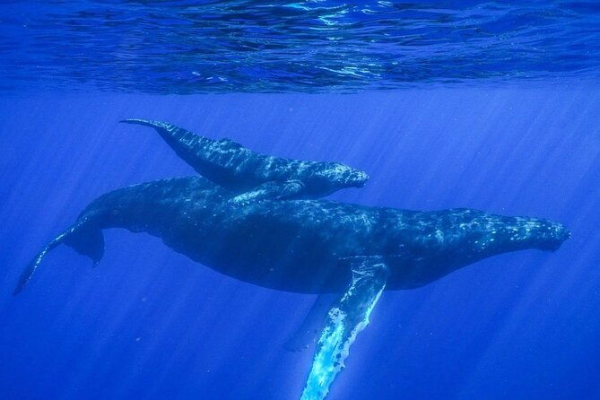 humpback-whale-watching-in-kailua-kona-hawaii