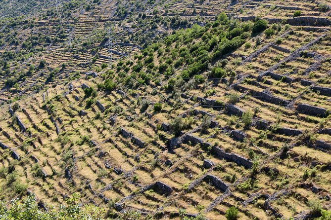 hvar-lavender-small-group-tour