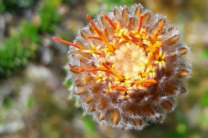 inca-trail-el-cajas-national-park