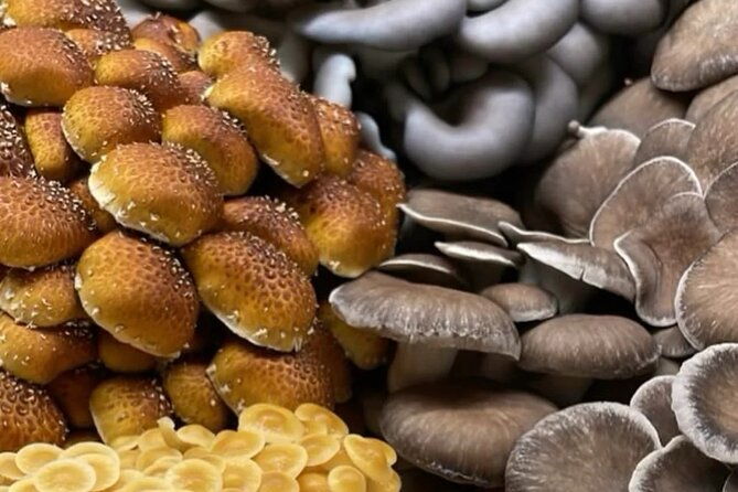 indoor-mushroom-farm-tour
