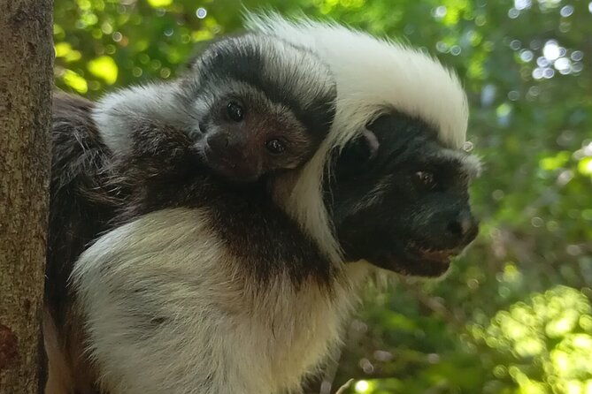 into-the-wild-a-volunteer-experience-with-monkey-reintroduction