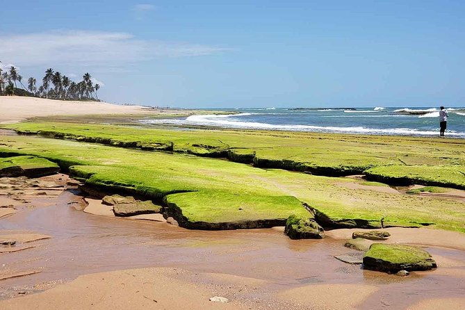 ivan-bahia-private-beach-tour-swim-with-turtles-visit-imbassai-praia-forte