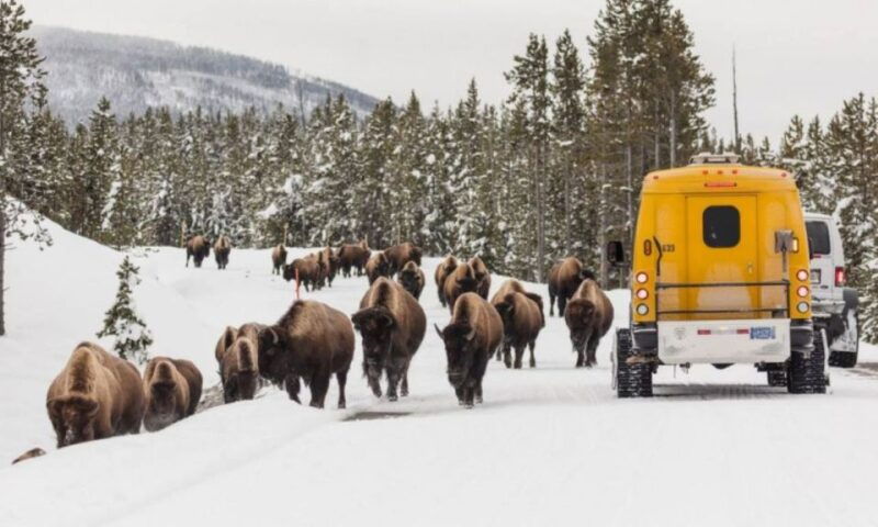 jackson-4-day-grand-teton-yellowstone-winter-tour