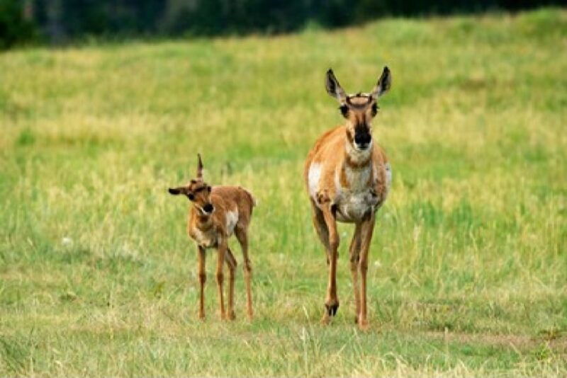 jackson-grand-teton-national-park-guided-wildlife-tour