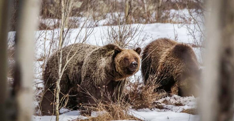 jackson-grand-teton-sunrise-safari-with-naturalist-guide
