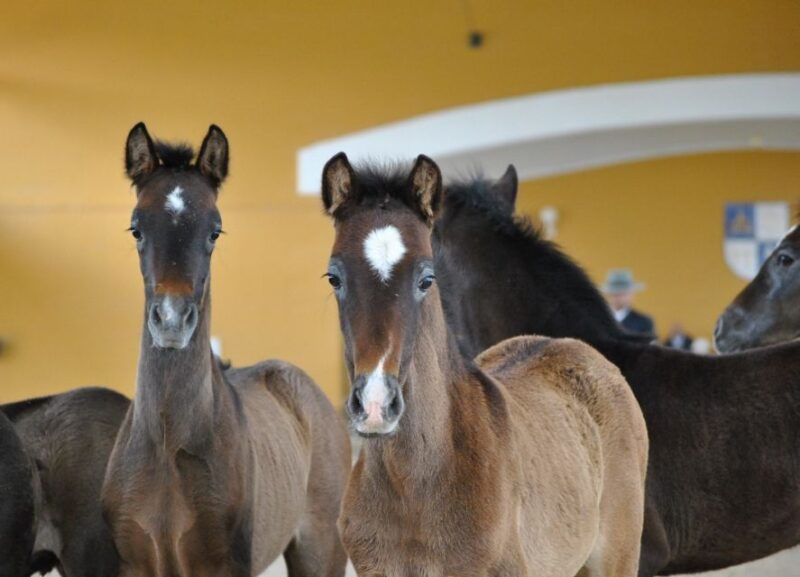 jerez-carthusian-horses-tour-at-the-yeguada-de-la-cartuja