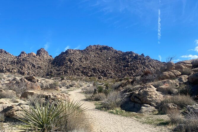 joshua-tree-natural-wonders-walk-plants-animals-and-rocks