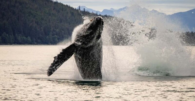 juneau-mendenhall-glacier-waterfall-whale-watching-tour