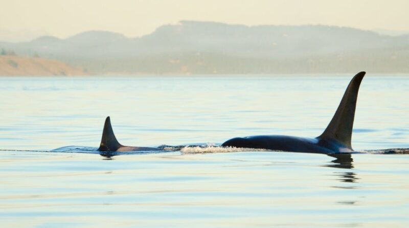 juneau-whale-watching-and-mendenhall-glacier-day-trip