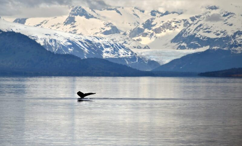 juneau-whale-watching-and-wildlife-cruise-with-local-guide
