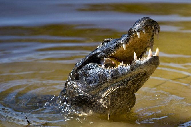 jungle-crocodile-safari-jaco-beach-from-san-jose