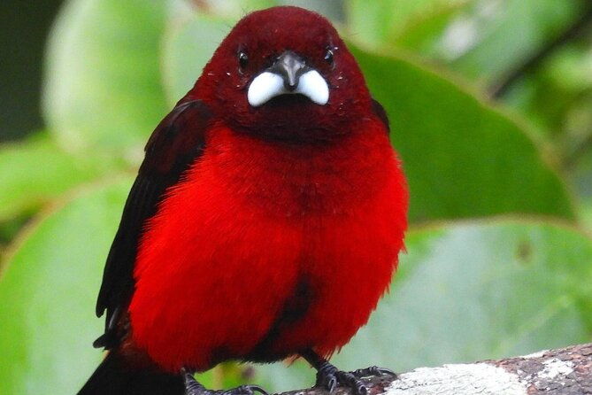 jungle-tour-bird-watching-and-local-fauna-from-guatape