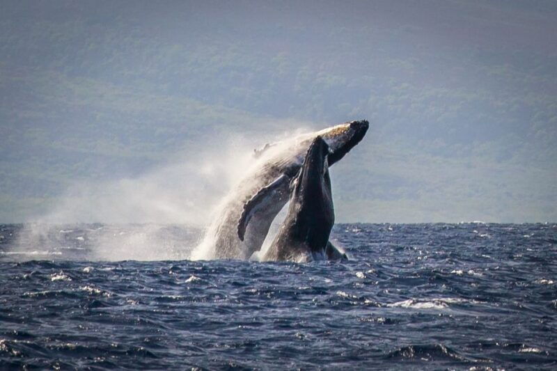 kaanapali-whale-watching-cruise-with-open-bar