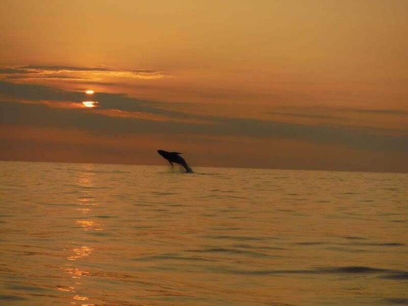 kailua-kona-dolphin-watch-double-reef-snorkel-tour