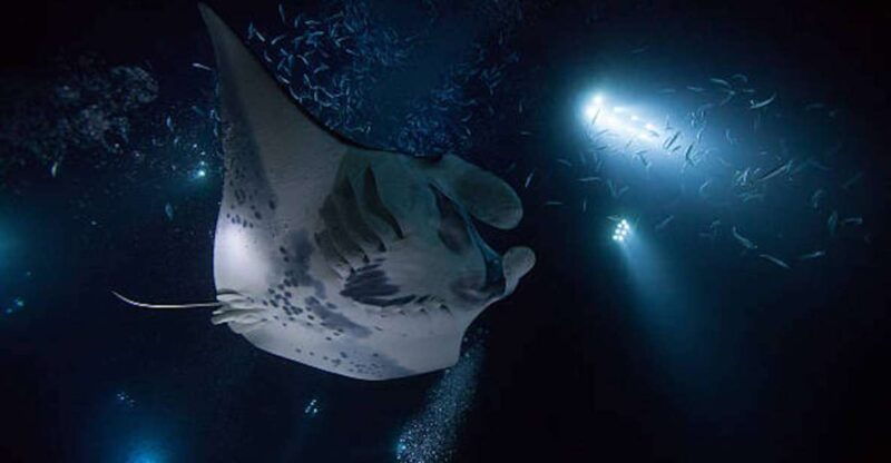 kailua-kona-manta-ray-watching-nighttime-boat-trip