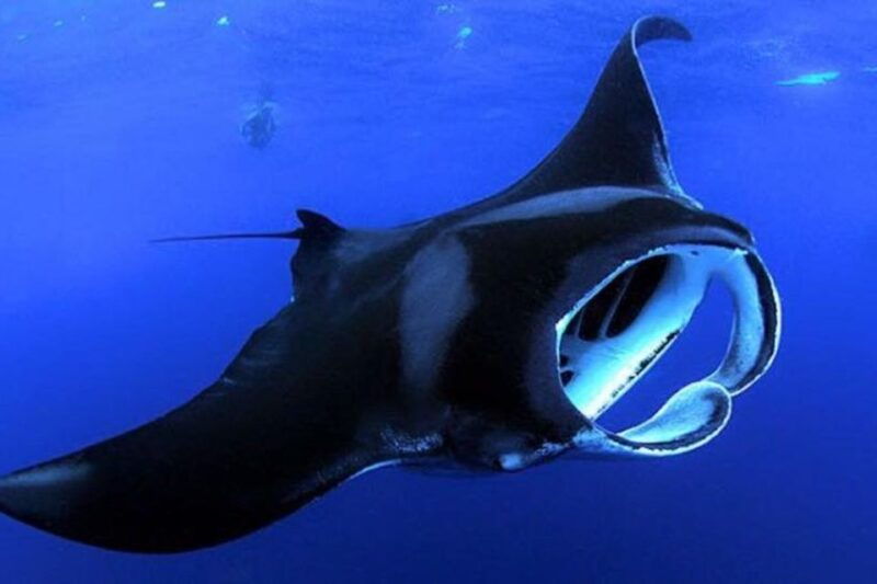 kailua-kona-night-manta-ray-adventure-on-the-big-island