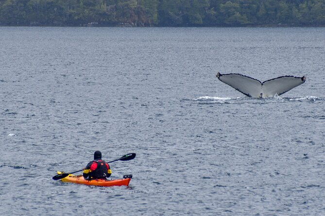 kayaking-with-whales-and-wildlife-watching-from-punta-arenas