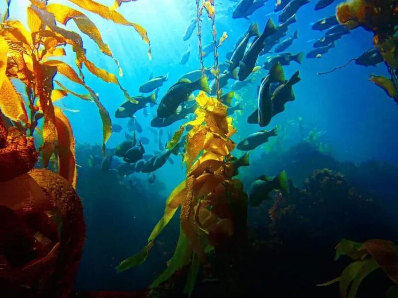 kelp-forest-spearfishing-adventure
