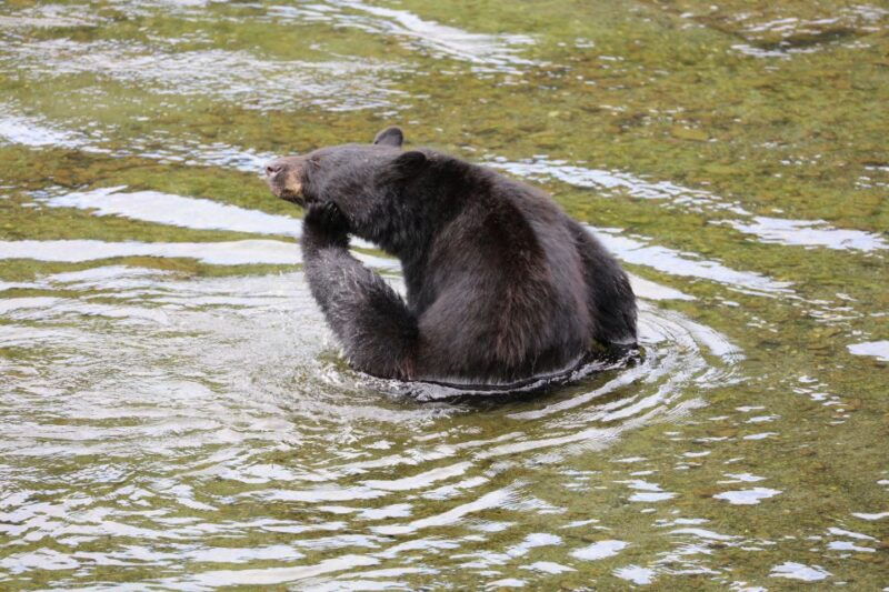 ketchikan-potlatch-park-city-and-wildlife-private-van-tour