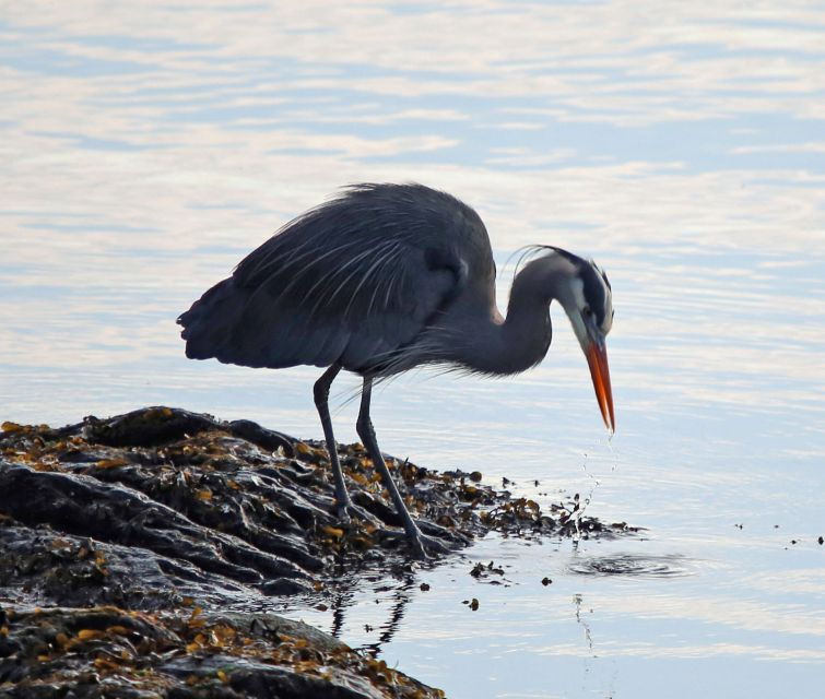 ketchikan-totem-pole-wildlife-city-trolley-tour