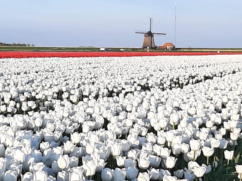 keukenhof-private-tulip-windmill-tour-with-cheese-tasting