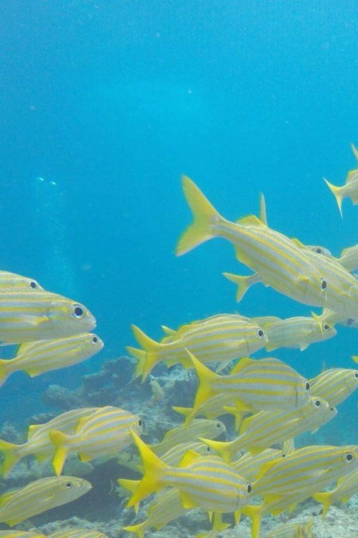 key-largo-discover-scuba-diving-experience