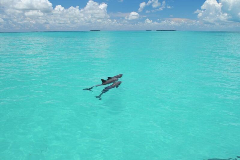 key-west-dolphin-watching-and-snorkeling-eco-cruise-tour