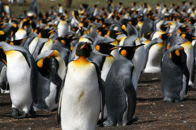 king-penguin-safari4x4-adventure-to-volunteer-point-falkland