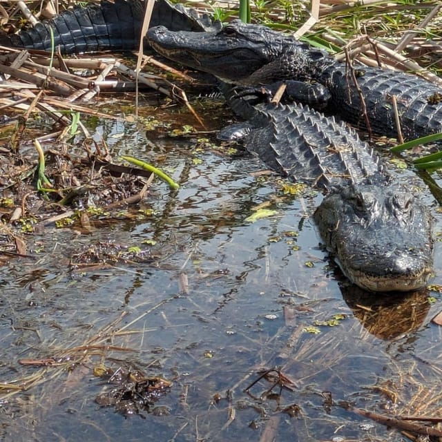 kissimmee-everglades-alligator-and-wildlife-airboat-tour