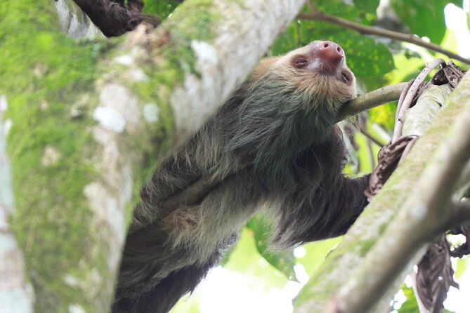 la-fortuna-breath-taking-sloth-tour-tortilla-experience