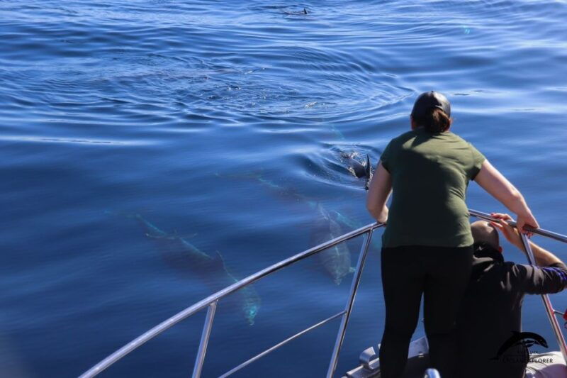 la-palma-3-hour-dolphin-and-whale-watching-experience