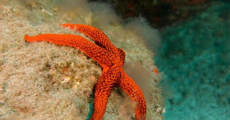 la-palma-atlantic-snorkeling-tour-with-full-gear-rental