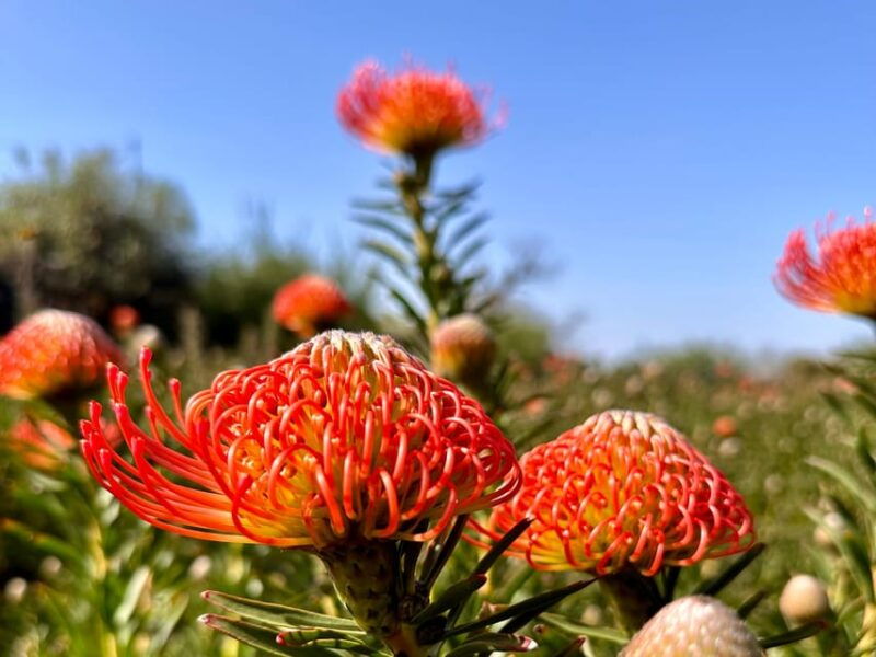 la-palma-tour-of-an-ecological-farm-with-animals-and-tasting