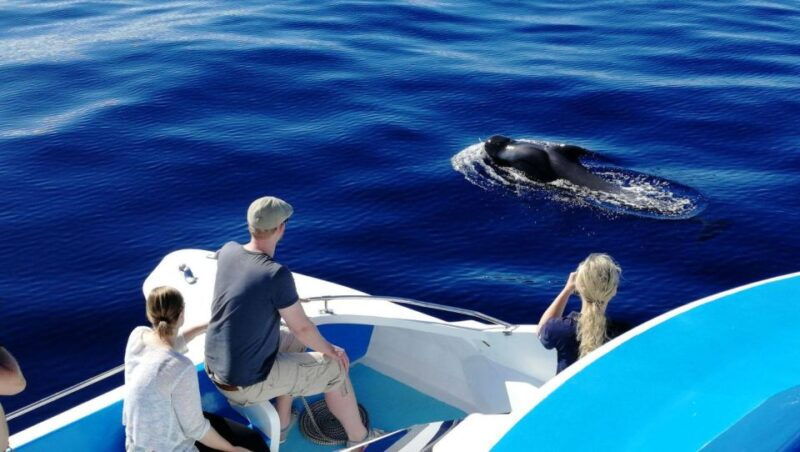 la-palma-wildlife-viewing-and-cumbre-vieja-boat-tour
