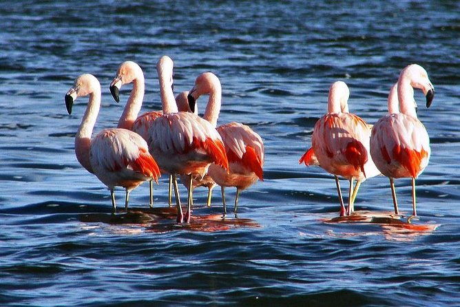 laguna-del-toro-and-flamingo-watching-4wd