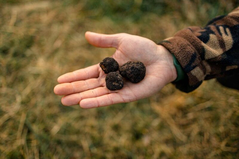 langhe-sunset-truffle-hunting-with-tasting-and-wine