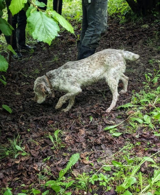 langhe-truffle-hunt-and-wine-tasting-in-a-cellar
