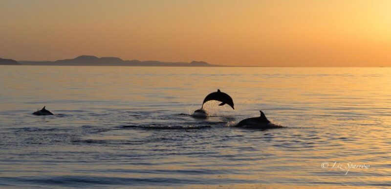 lanzarote-sea-safari-experience