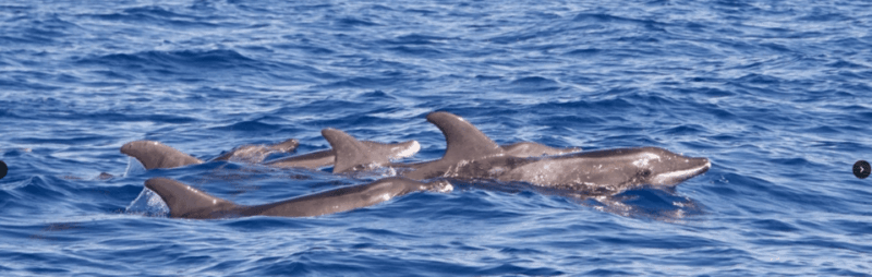 lanzarote-sea-safari-experience