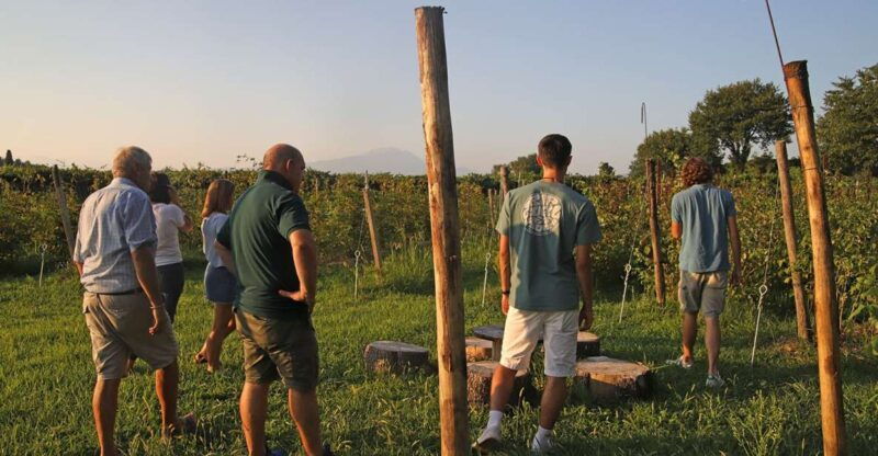 lazise-beekeeping-farm-tour-and-tasting-experience
