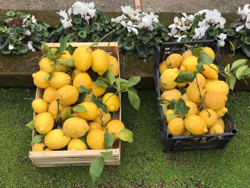 lemon-tour-with-lunch-dinner