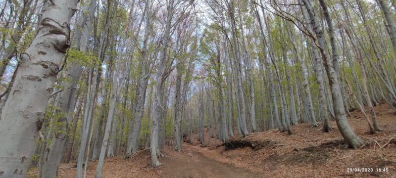 linguaglossa-north-etna-guided-forest-walking-tour