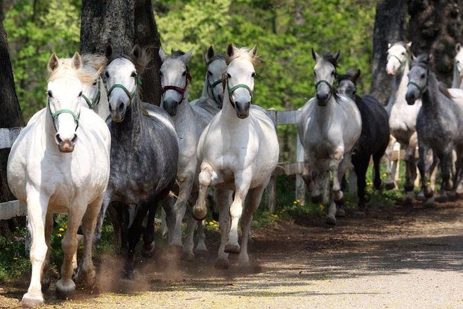 lipica-stud-farm-skocjan-caves-small-group-tour-from-koper